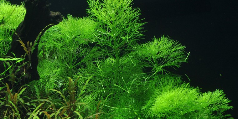 Cabomba aquatica (Giant Cabomba)
